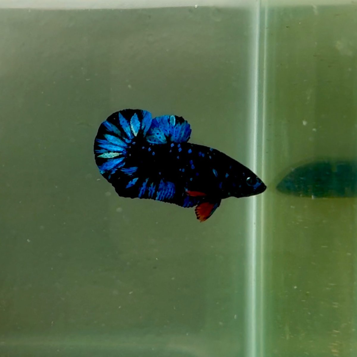 Plakat Avatar Galaxy Male Betta J36