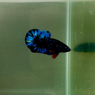 Plakat Avatar Galaxy Male Betta J36