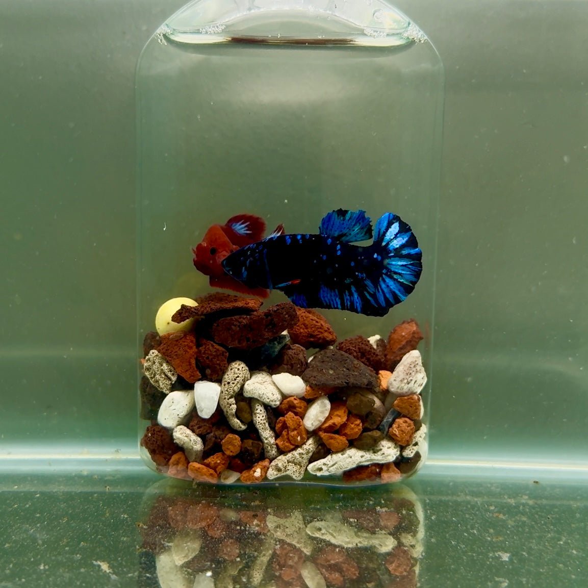 Plakat Avatar Galaxy Male Betta J36