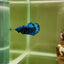 Plakat Avatar Galaxy Male Betta J38