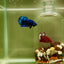 Plakat Avatar Galaxy Male Betta J38