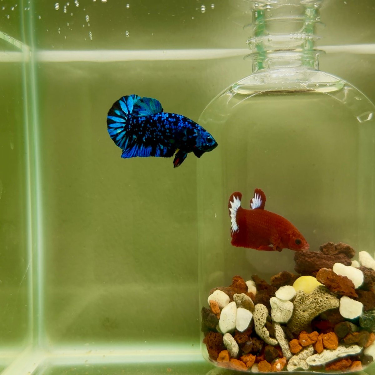Plakat Avatar Galaxy Male Betta J38