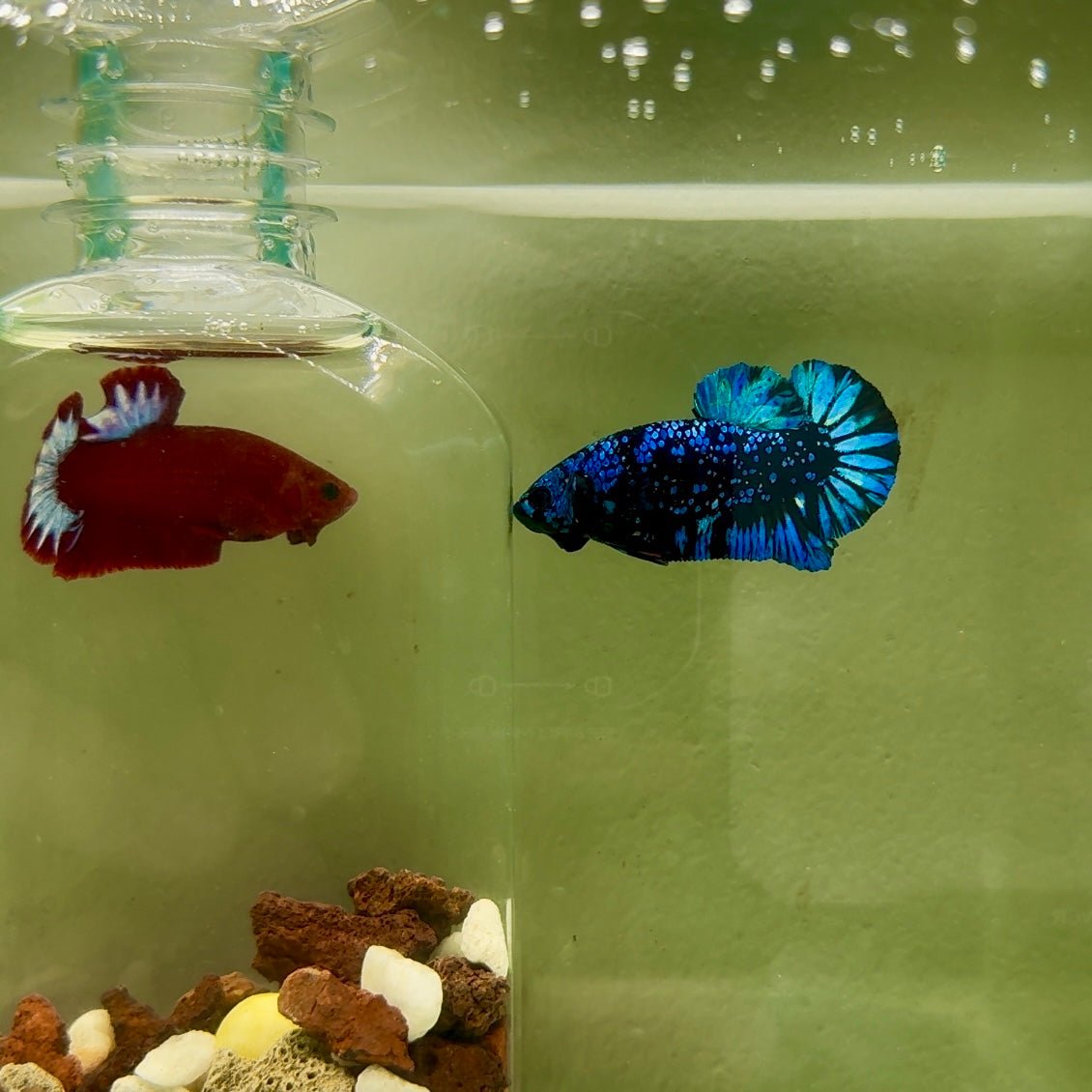 Plakat Avatar Galaxy Male Betta J38