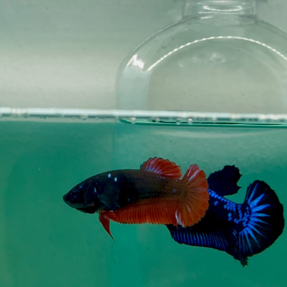 Plakat Avatar Galaxy Vampire Female Betta #Ma34