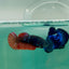 Plakat Avatar Galaxy Vampire Female Betta Ma34