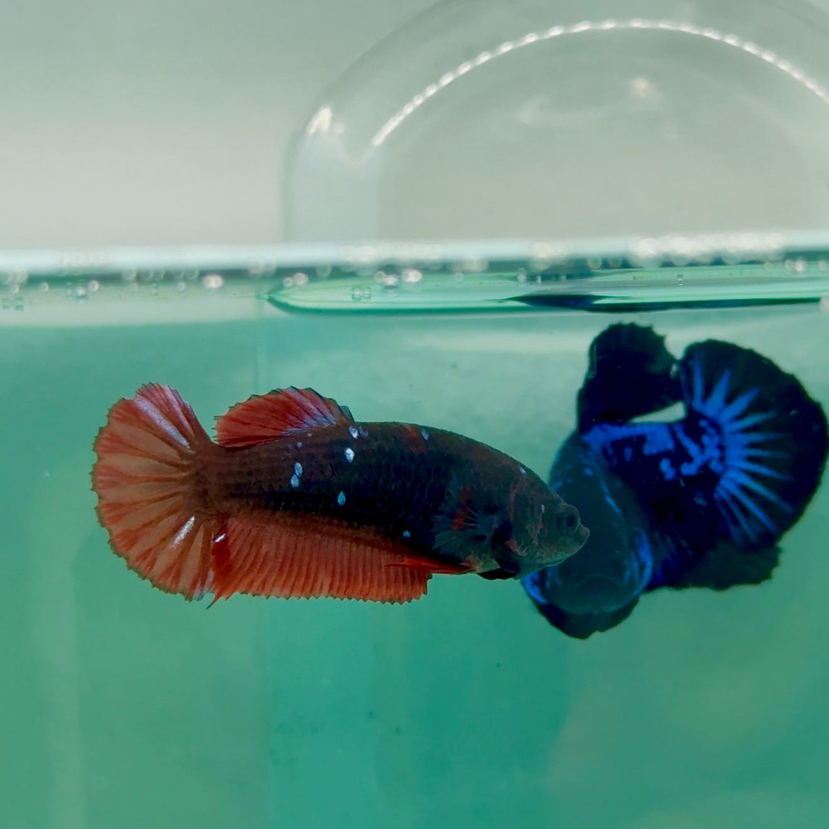 Plakat Avatar Galaxy Vampire Female Betta #Ma34