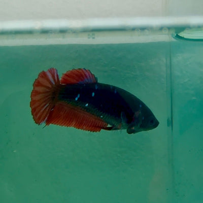 Plakat Avatar Galaxy Vampire Female Betta Ma34