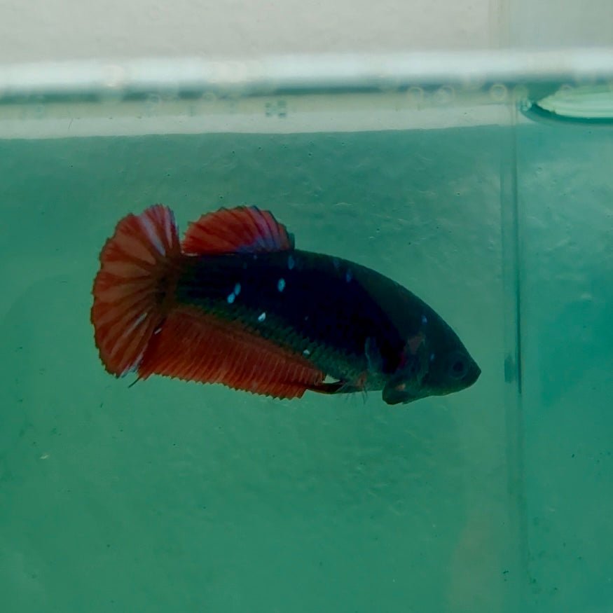 Plakat Avatar Galaxy Vampire Female Betta Ma34