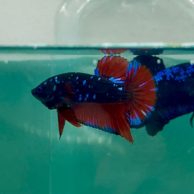 Plakat Avatar Galaxy Vampire Male Betta Ma33