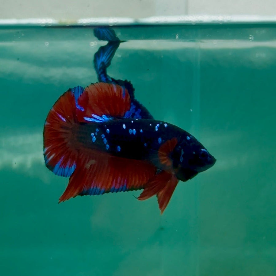 Plakat Avatar Galaxy Vampire Male Betta Ma33