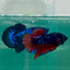 Plakat Avatar Galaxy Vampire Male Betta Ma33