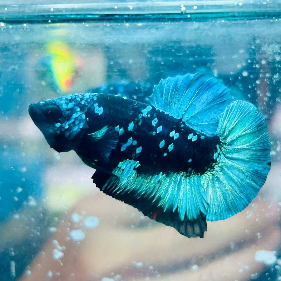 Plakat Avatar Green Male Betta 023 Live Betta Fish Male betta