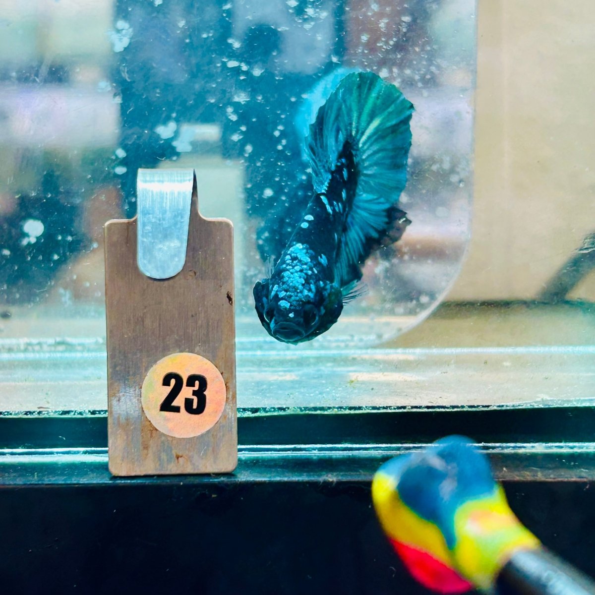 Plakat Avatar Green Male Betta #023