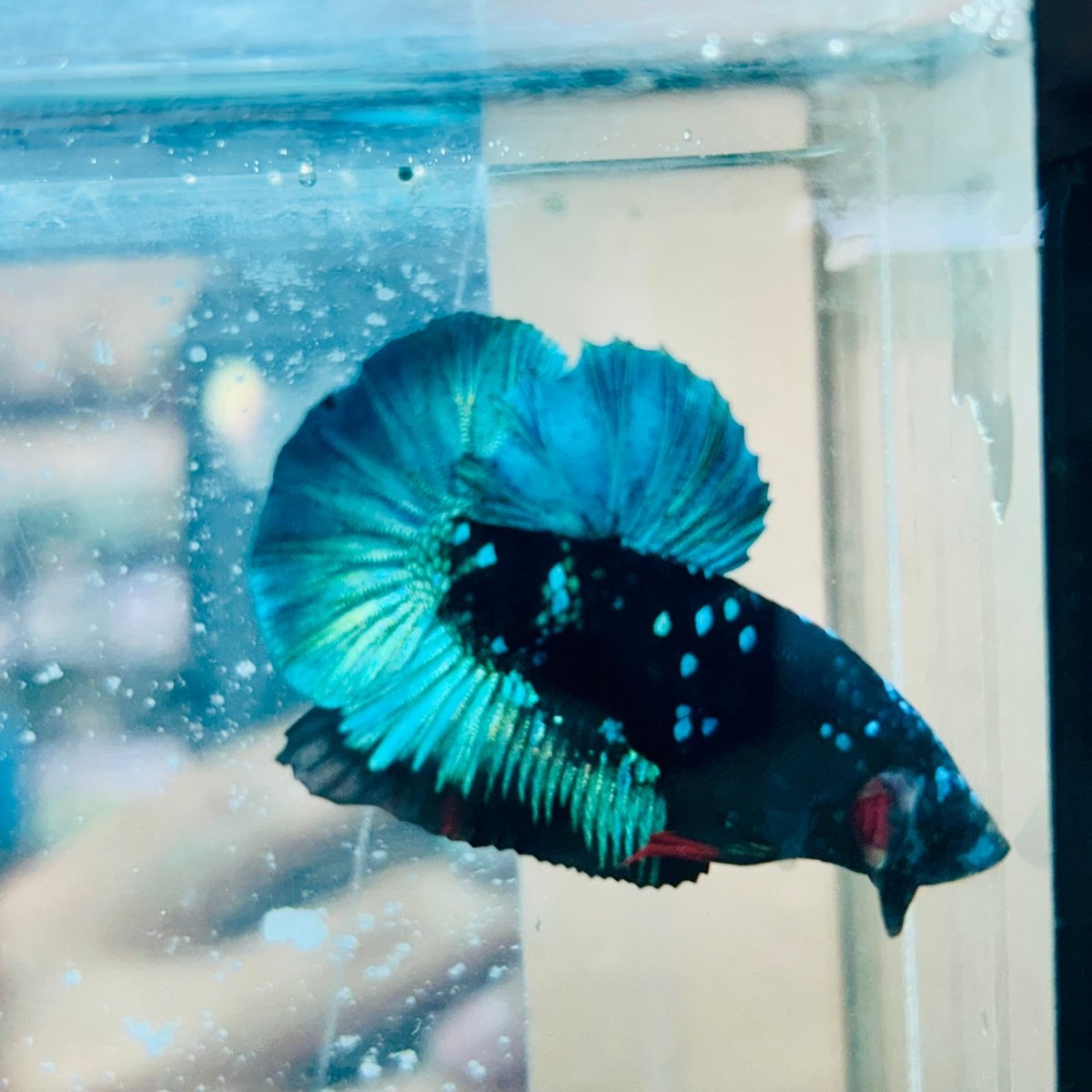 Plakat Avatar Green Male Betta #023