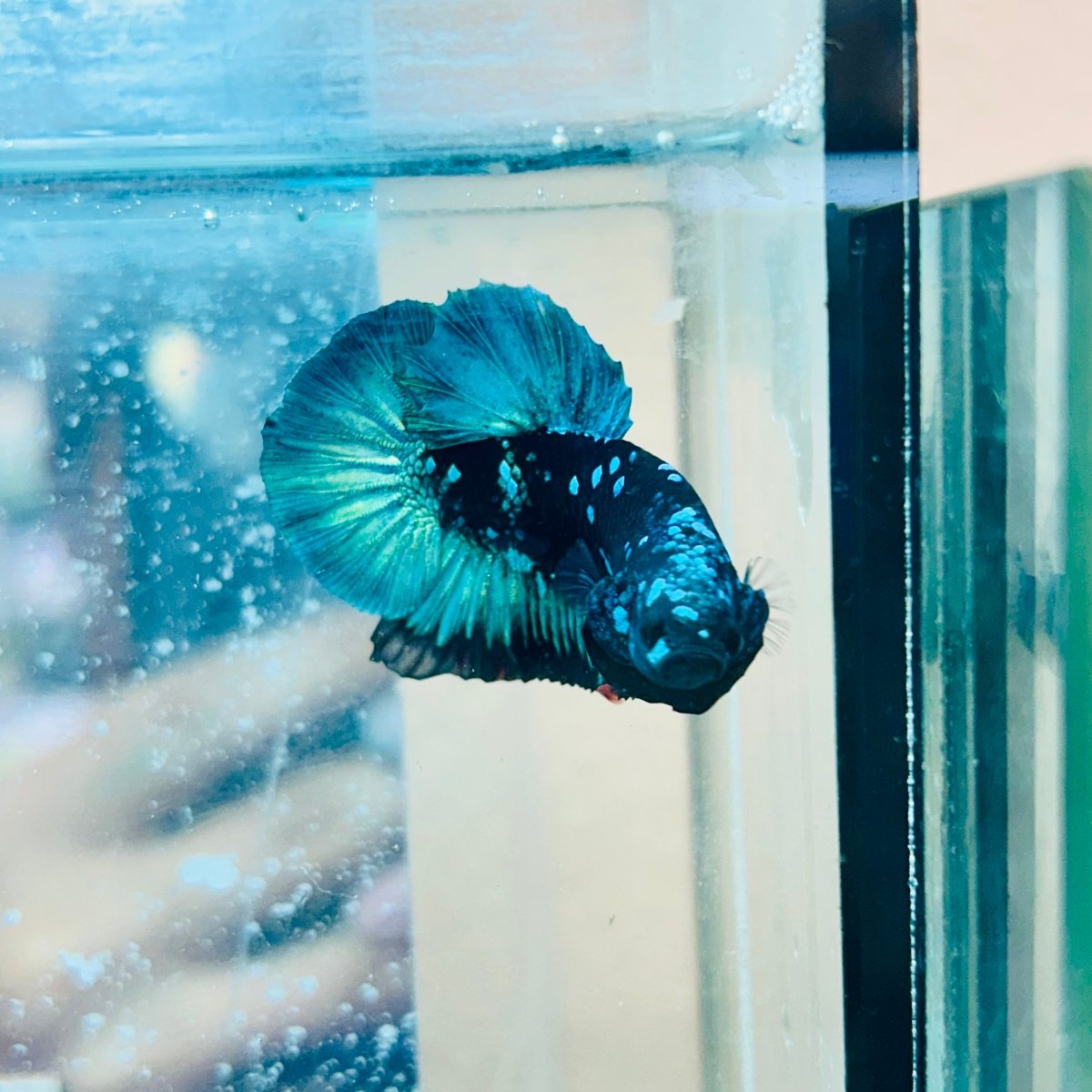 Plakat Avatar Green Male Betta #023