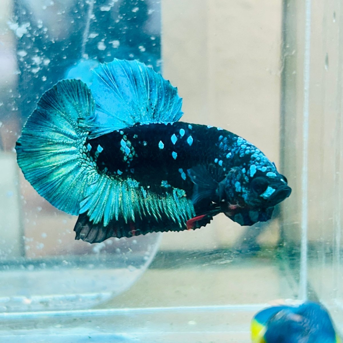 Plakat Avatar Green Male Betta #023