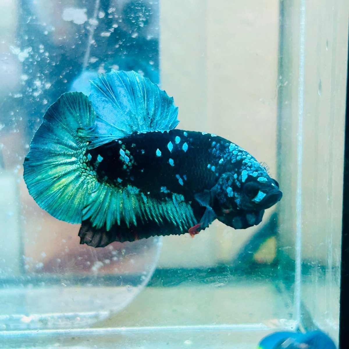 Plakat Avatar Green Male Betta #023