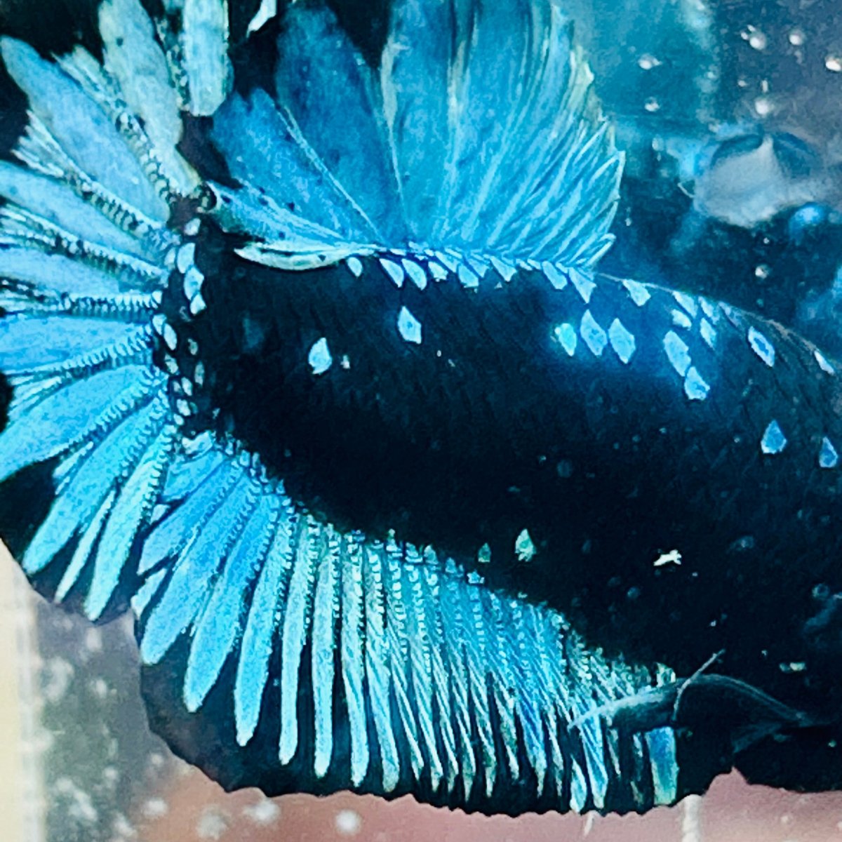 Betta macho verde tipo Plakat #10jul