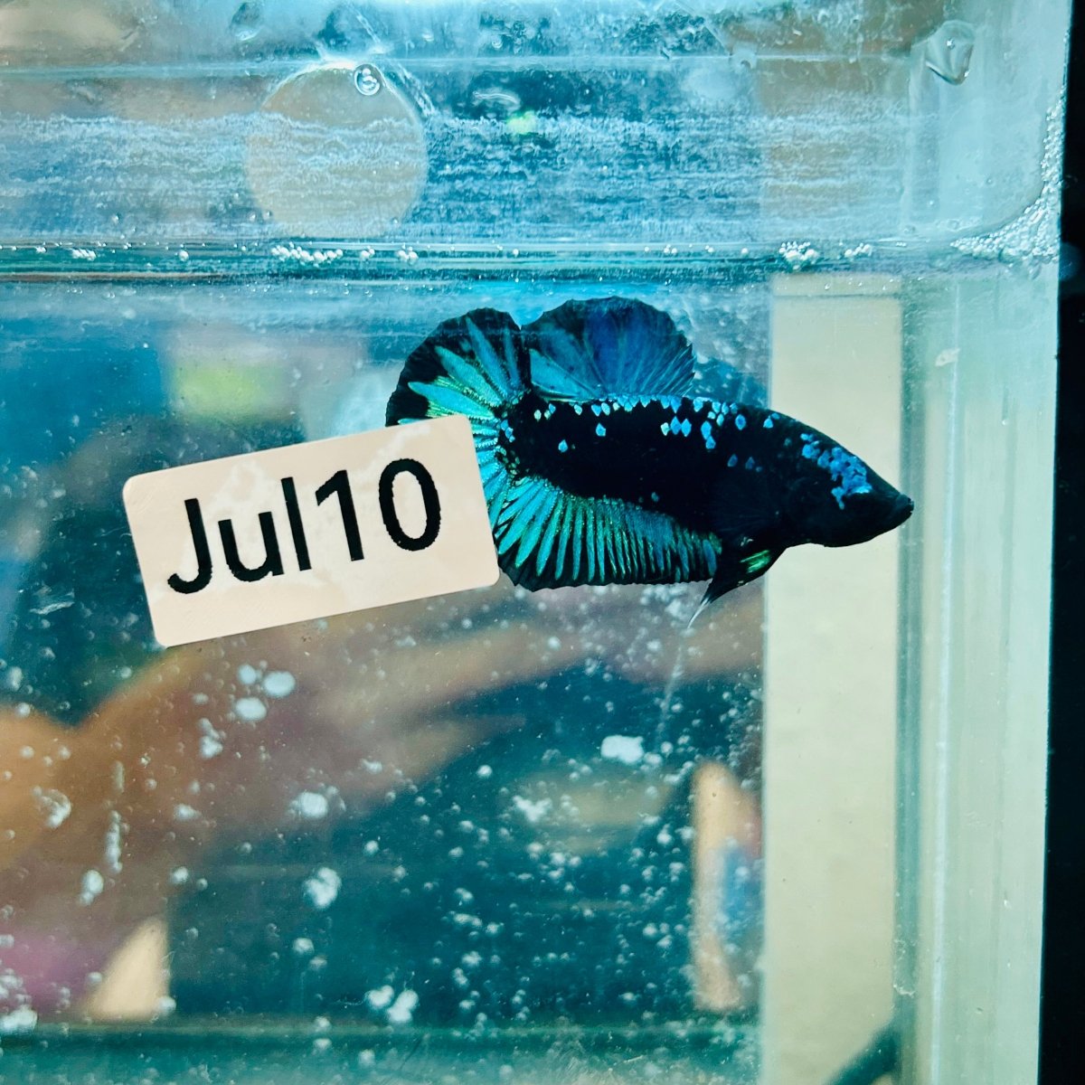 Betta macho verde tipo Plakat #10jul