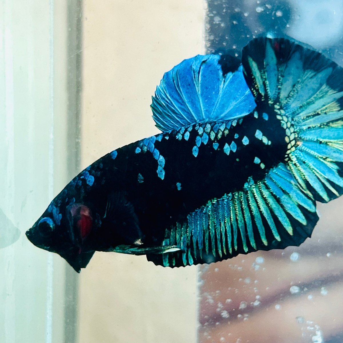 Betta macho verde tipo Plakat #10jul