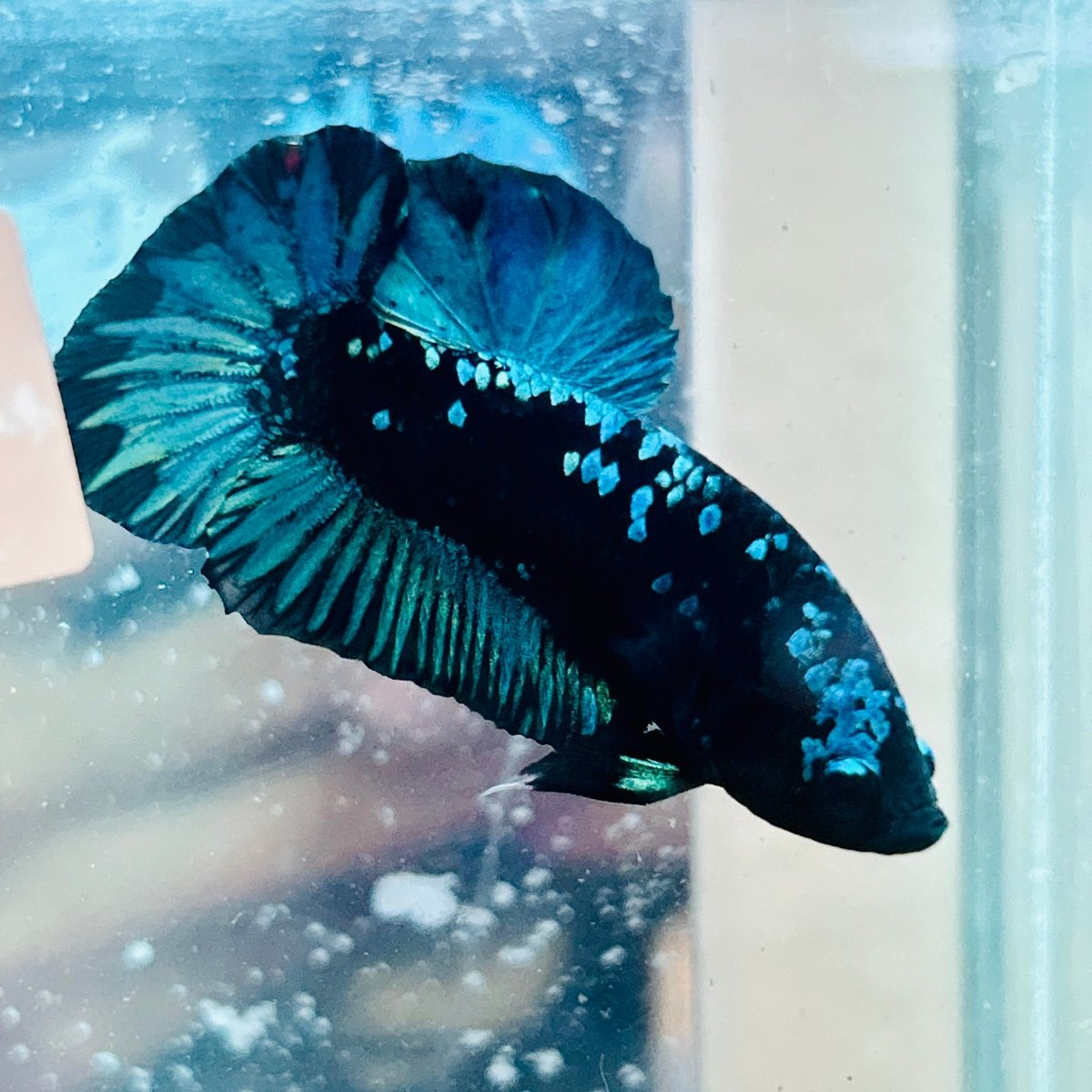 Betta macho verde tipo Plakat #10jul