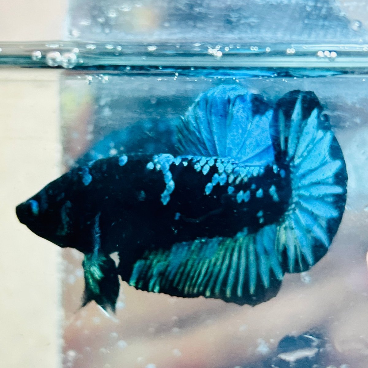 Betta macho verde tipo Plakat #10jul