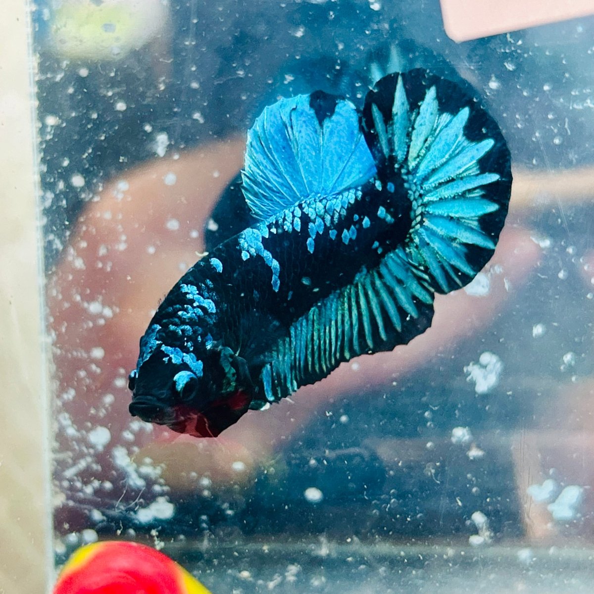 Betta macho verde tipo Plakat #10jul