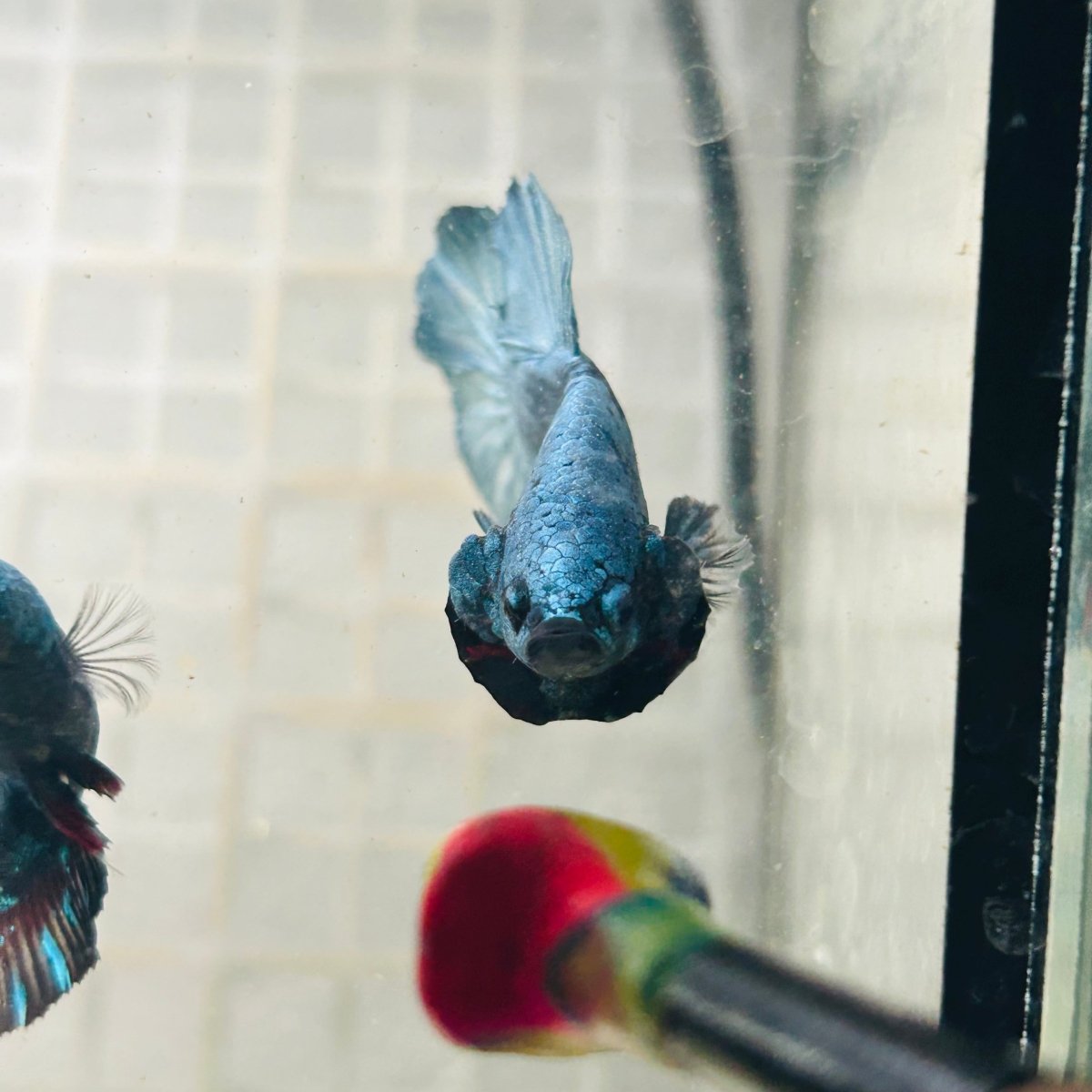 Plakat Avatar Green Male Betta M11