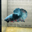 Plakat Avatar Green Male Betta M11