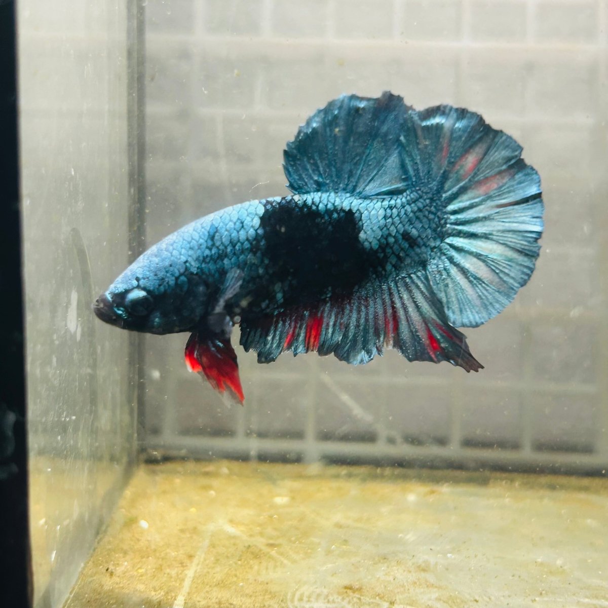 Plakat Avatar Green Male Betta M11