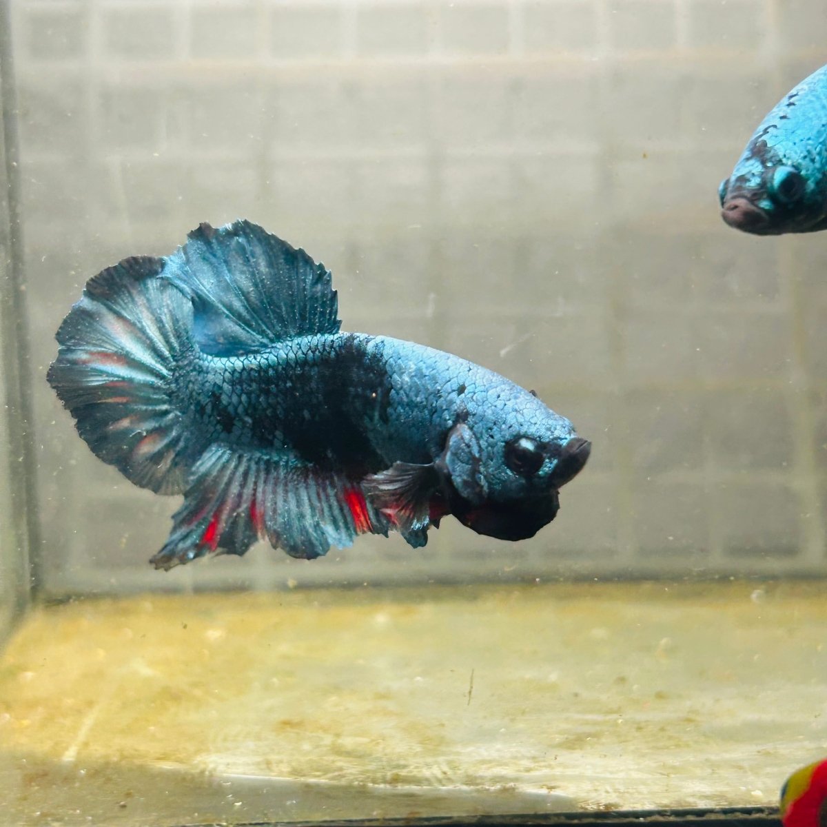 Plakat Avatar Green Male Betta M11