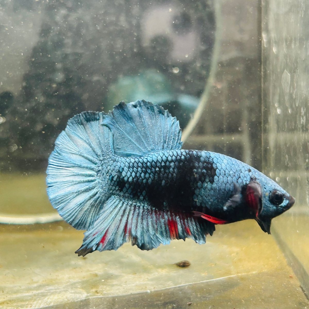 Plakat Avatar Green Male Betta M11