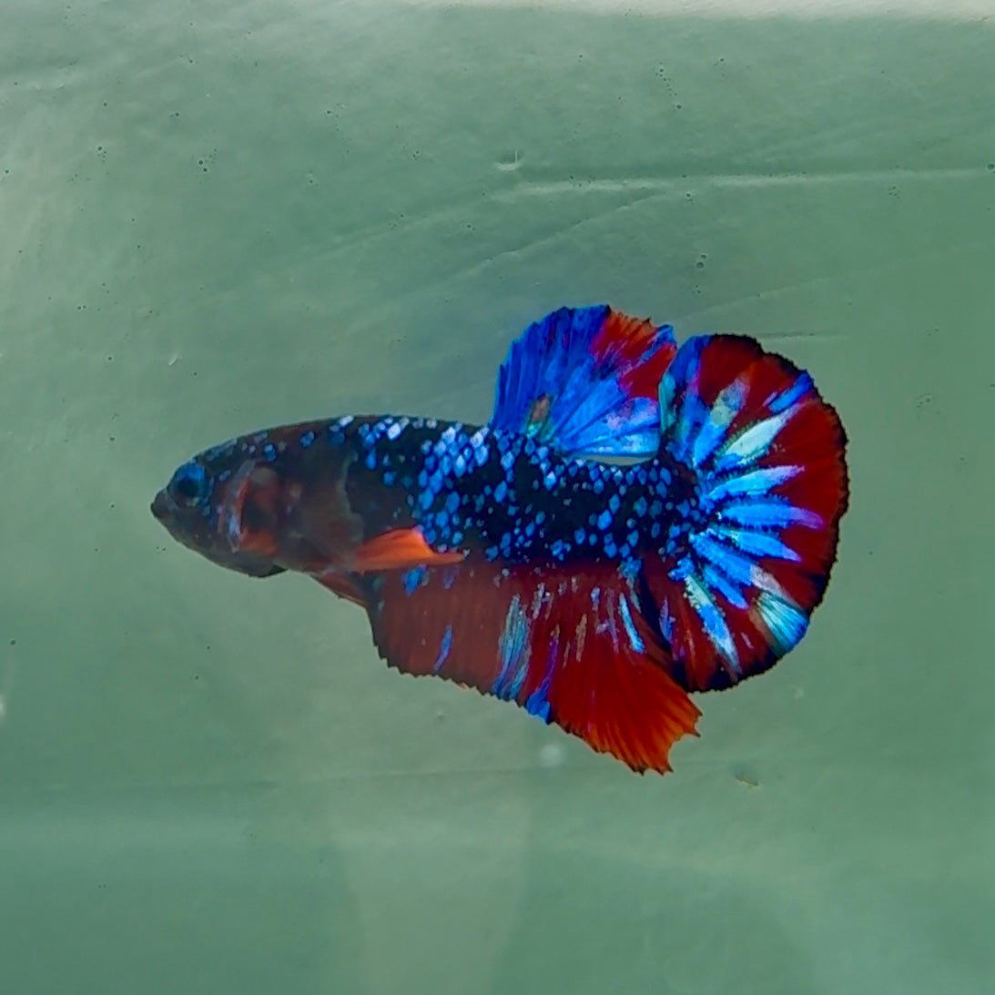 Plakat Avatar Male Betta #Au76