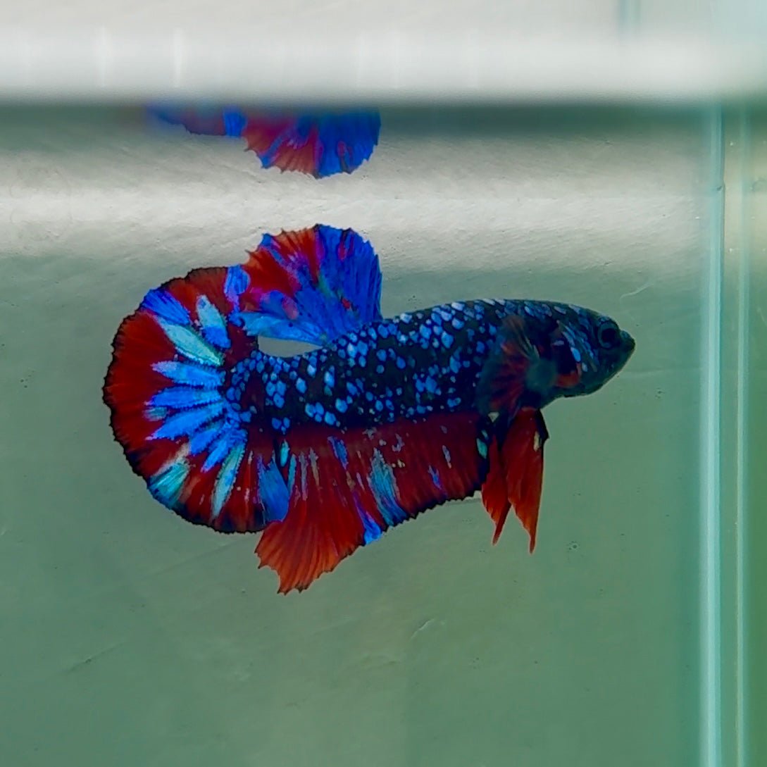 Plakat Avatar Male Betta Au76 Male betta