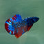 Plakat Avatar Male Betta Au76 Male betta