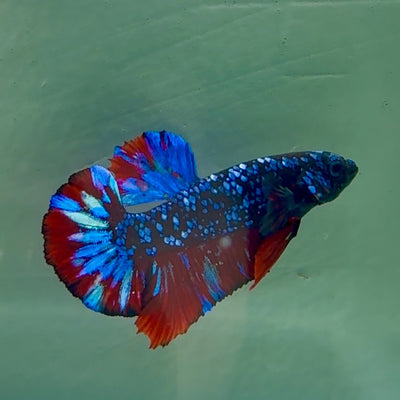Plakat Avatar Male Betta Au76 Male betta