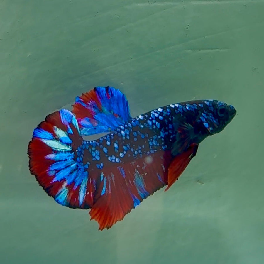 Plakat Avatar Male Betta Au76 Male betta