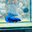 Plakat Avatar Nebula Female Betta 164 Female betta