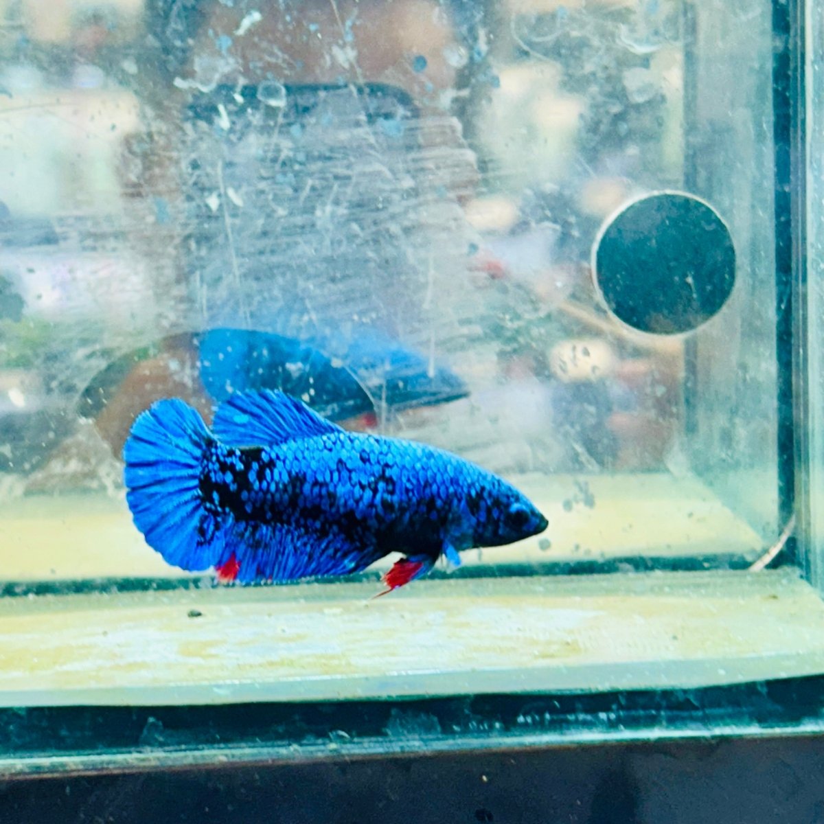 Plakat Avatar Nebula Female Betta #164