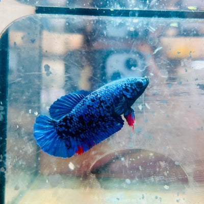 Plakat Avatar Nebula Female Betta 164 Female betta