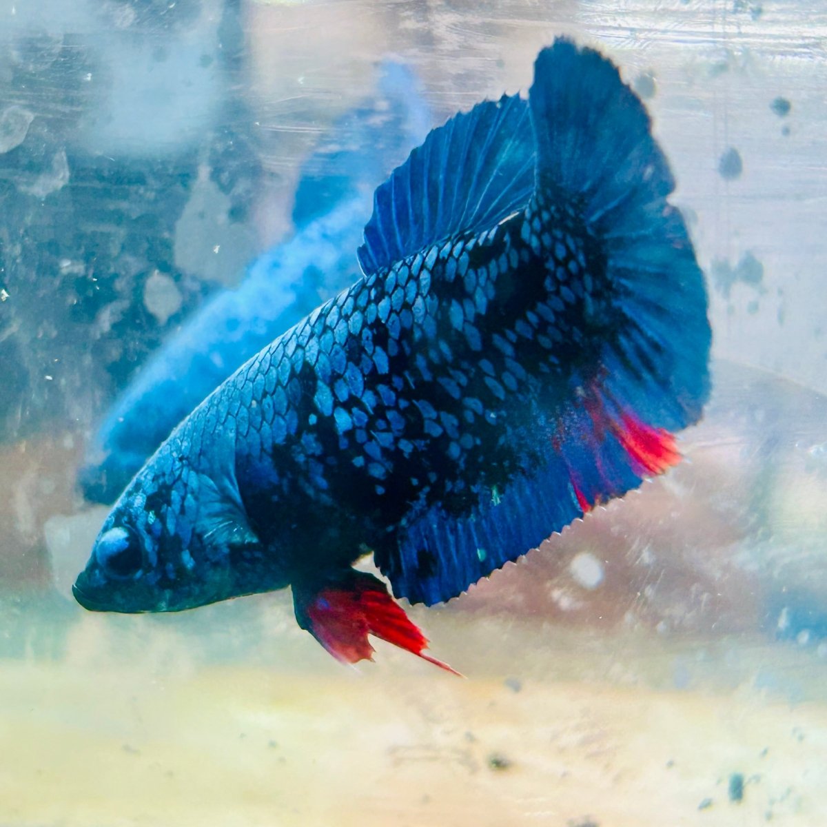 Plakat Avatar Nebula Female Betta 164 Female betta