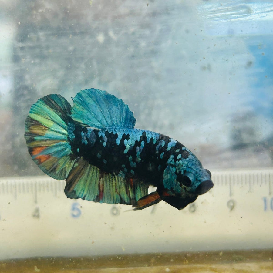 Plakat Avatar Nebula Male Betta 031 Male betta