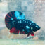 Plakat Avatar Nebula Male Betta 065 Male betta