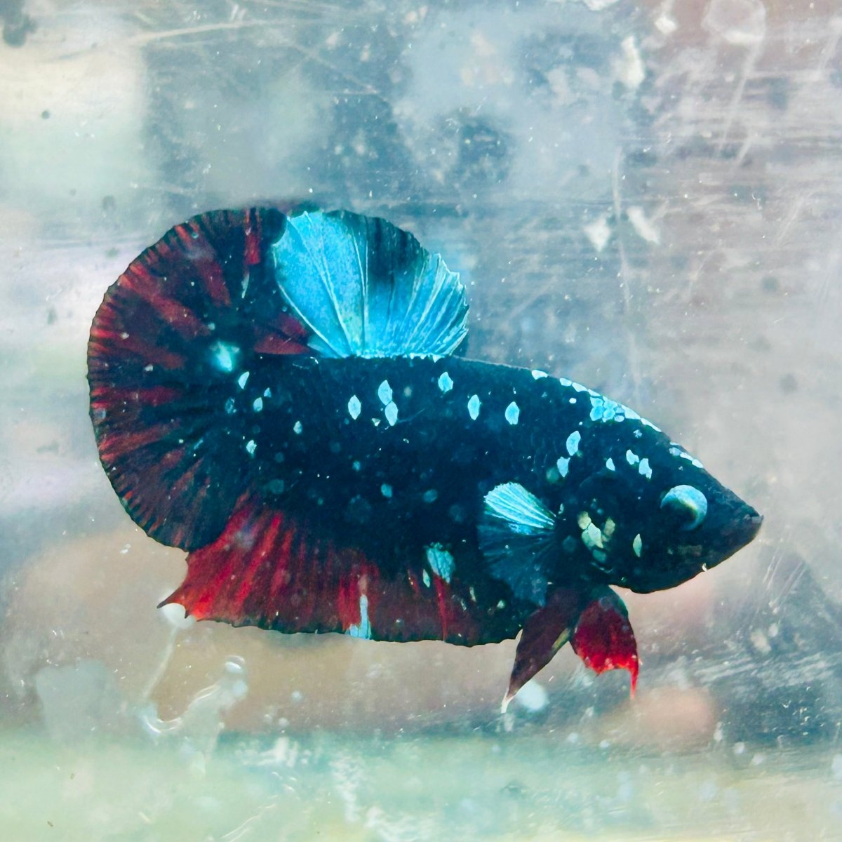 Plakat Avatar Nebula Male Betta #065