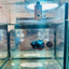 Plakat Avatar Nebula Male Betta 065 Male betta