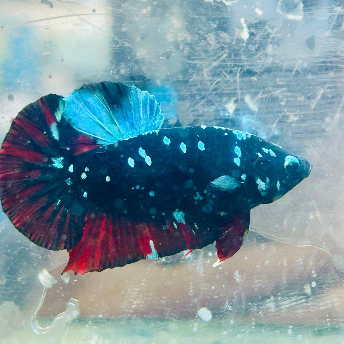 Plakat Avatar Nebula Male Betta 065 Male betta