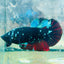 Plakat Avatar Nebula Male Betta 065 Male betta