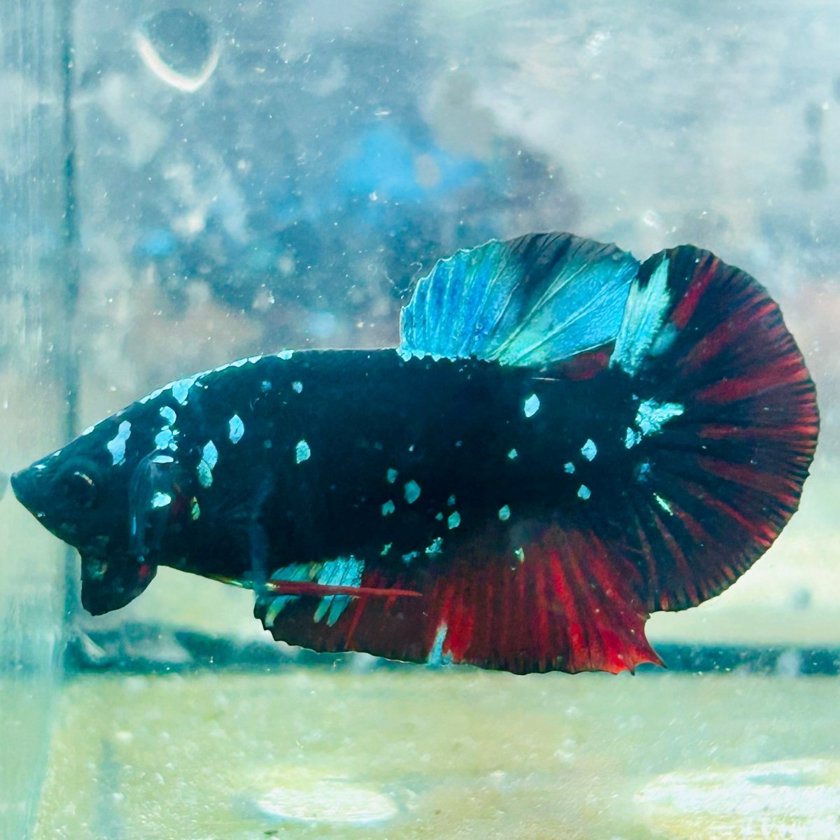 Plakat Avatar Nebula Male Betta 065 Male betta