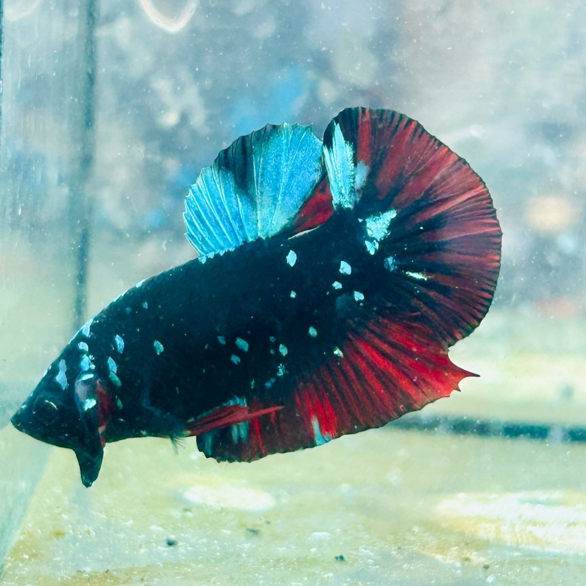 Plakat Avatar Nebula Male Betta 065 Male betta