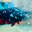 Plakat Avatar Nebula Male Betta 065 Male betta
